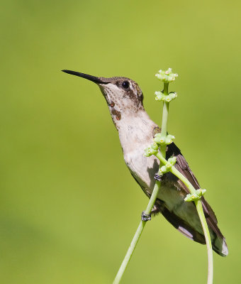 Juvenile Male Ruby-Throated Hummingbird