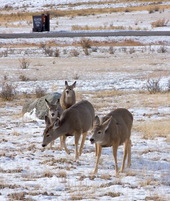 Yellowstone welcome wagon - Mule Deer at park entrance