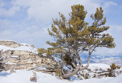 Mammoth