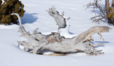 Mammoth
