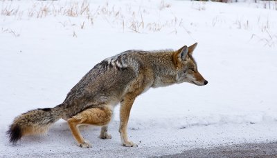 Coyote...how do you spell relief?