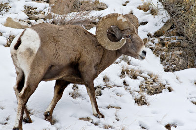 Bighorn Sheep