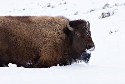 Bison