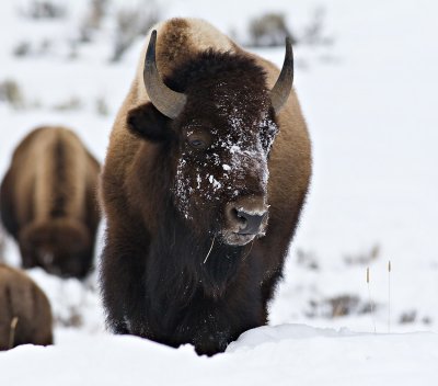 Bison