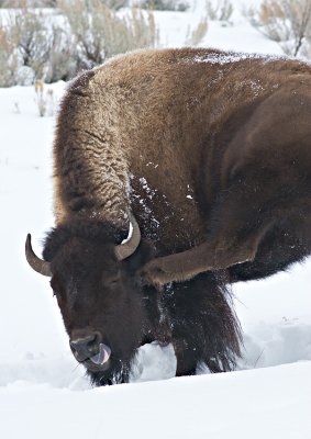 Bison....yeah!