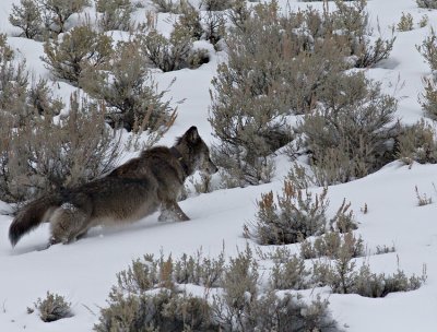 Wolf  on the prowl