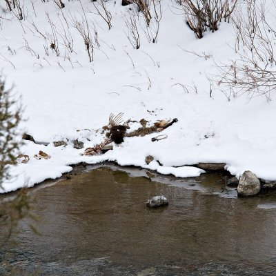 Bison kill remains with tracking collar....amazing eye Jackie!