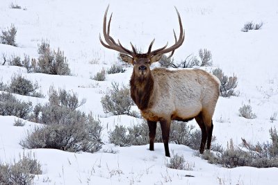 Bull Elk with full rack
