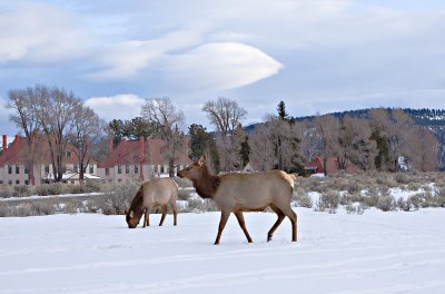 Elk cows at Mammoth lodge during sunset