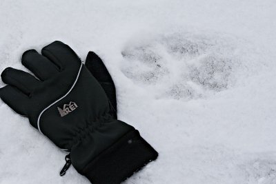 Wolf print