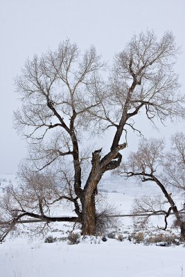 Bare Tree