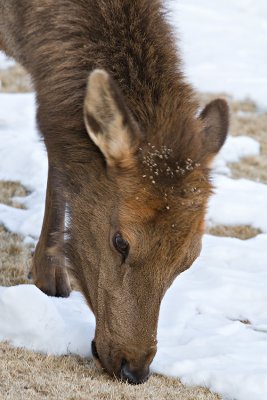Elk cow grazing at Mammoth Lodge