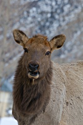 Elk cow