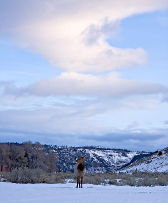 Elk cow at sunset
