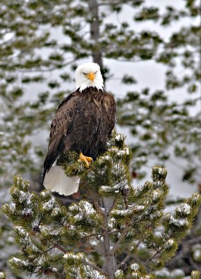 Bald Eagle Perched