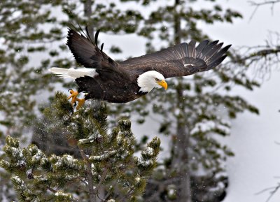 Bald Eagle blastoff