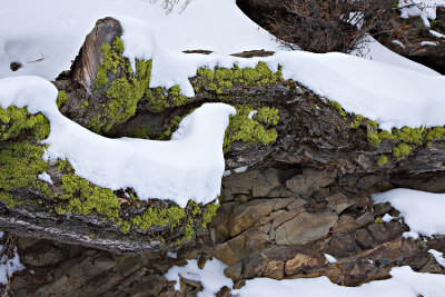 Moss