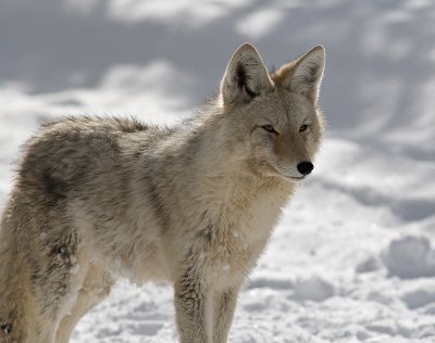 Coyote