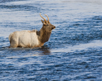 Young Elk Buck crossing Madison River