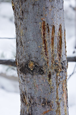 Bear Claw Marks