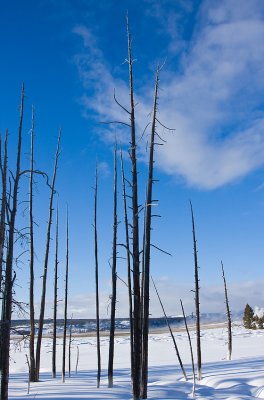 Dead Trees at Fountain Paint Pots