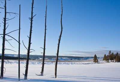 Dead Trees at Fountain Paint Pots