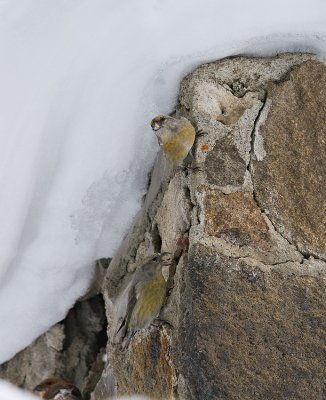 Red Crossbills