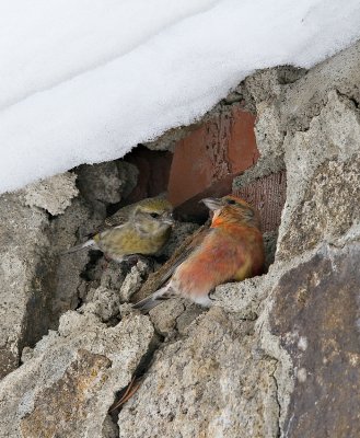 Red Crossbills
