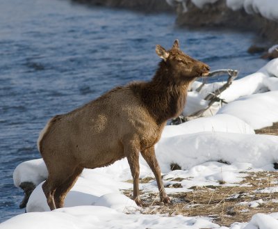 Elk Cow crossing Madison River