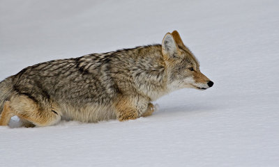 Coyote On The Prowl