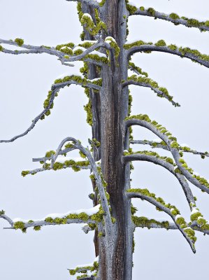 Moss