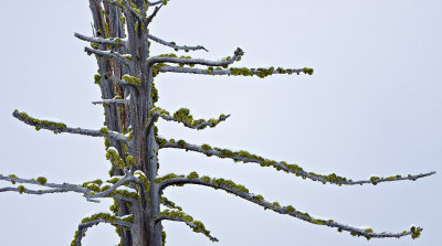 Moss