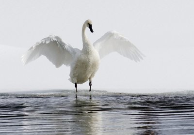 Trumpeter Swan
