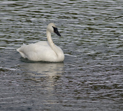 Trumpeter Swan