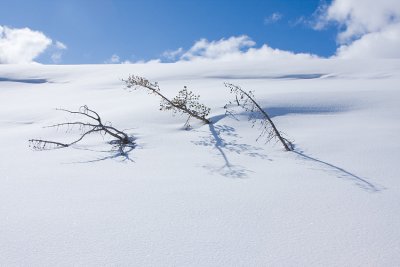Snowscape