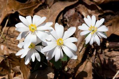 Wildflowers growing on our lot-Bloodroot