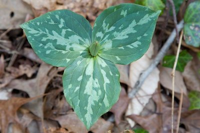 Wildflowers growing on our lot-Trillium