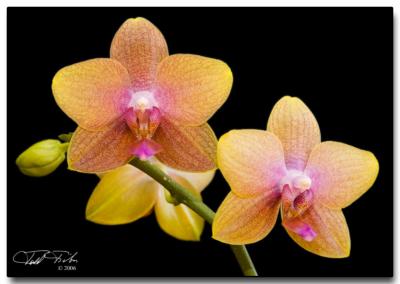 Phalaenopsis Bonica