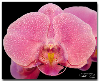 Phalaenopsis