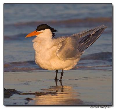 Shorebirds - Ft. DeSoto, FL