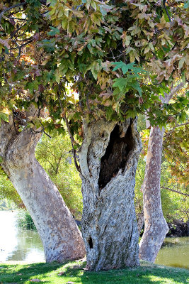Santee Lakes, San Diego