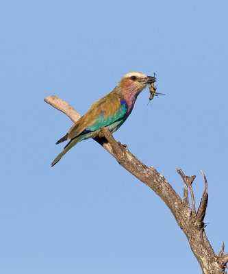 Lilac Breasted Roller with insect