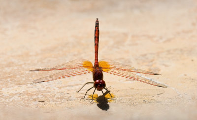 Dragon Fly