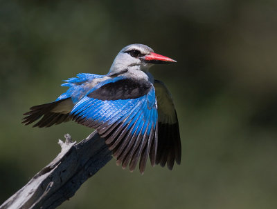 Woodland Kingfisher Territorial Display