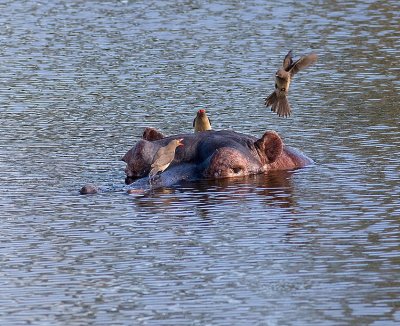 Hippo with oxpeckers