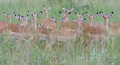 Impala In The Grass