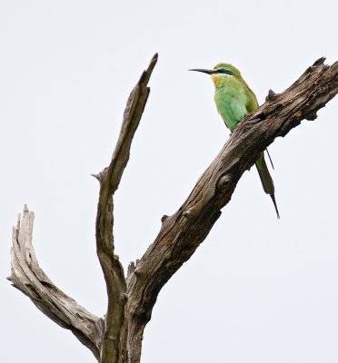 European Bee-Eater