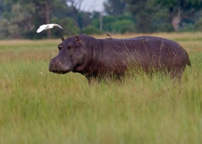 Hippo Out Of Water