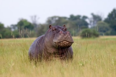 Hippo Out Of Water