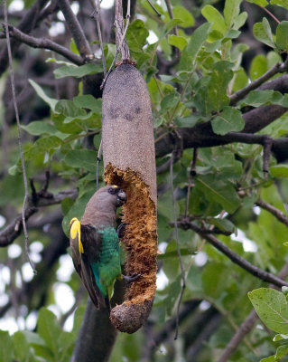 Meyers Parrot On Sausage Tree